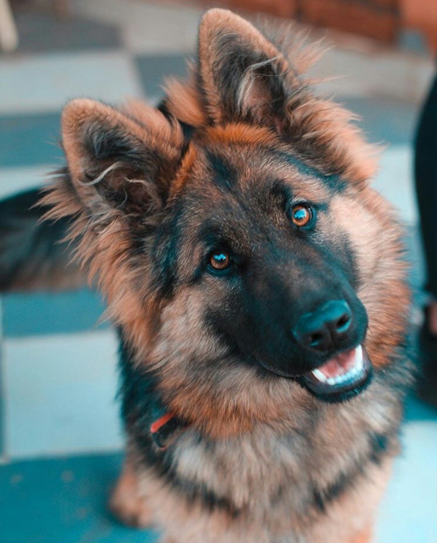 Baron (Alman Çoban Köpeği) - İleri İtaat & Tasmasız Takip