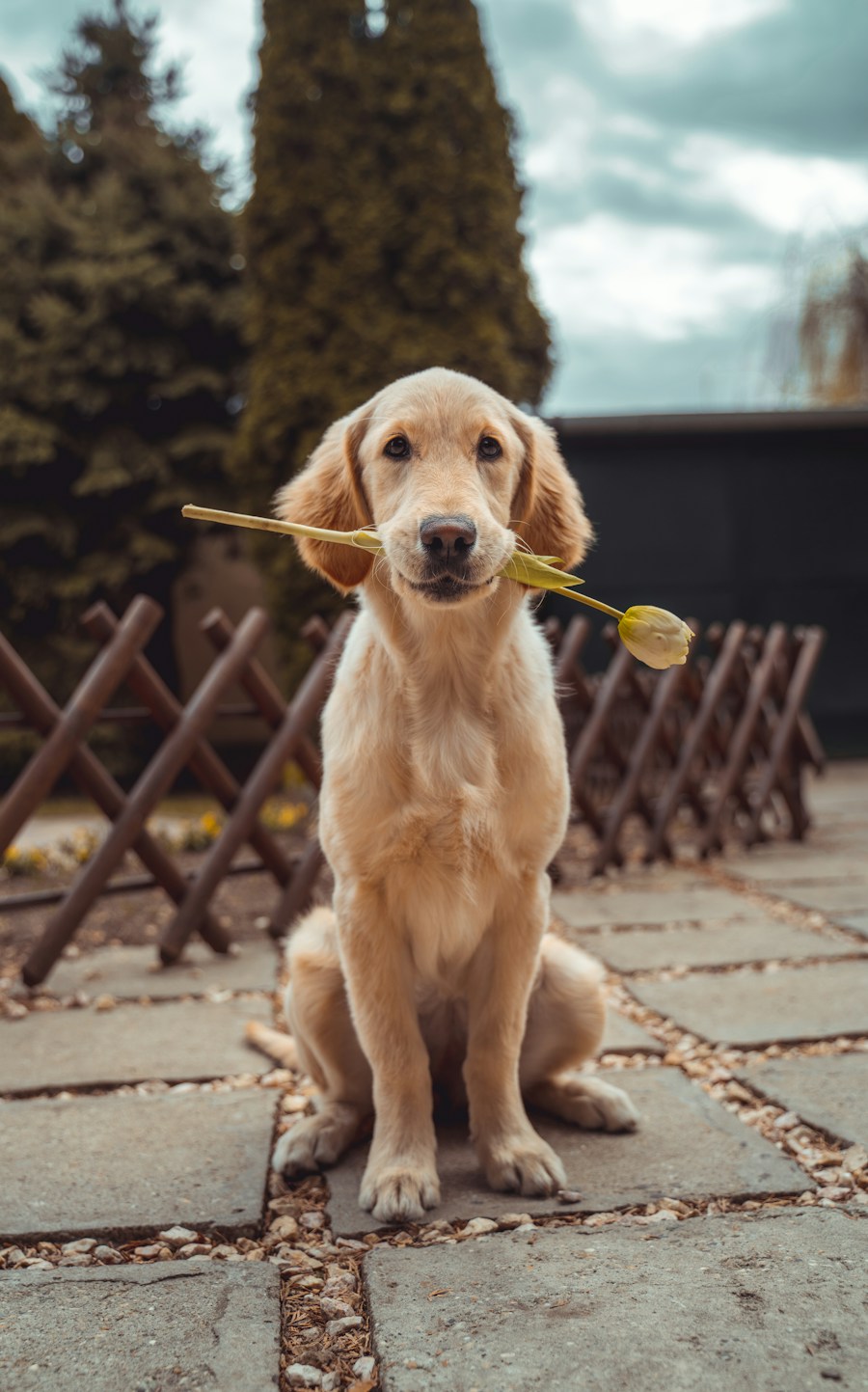 Luna (Golden Retriever) - Yürüyüşte Tasma Çekme Sorunu