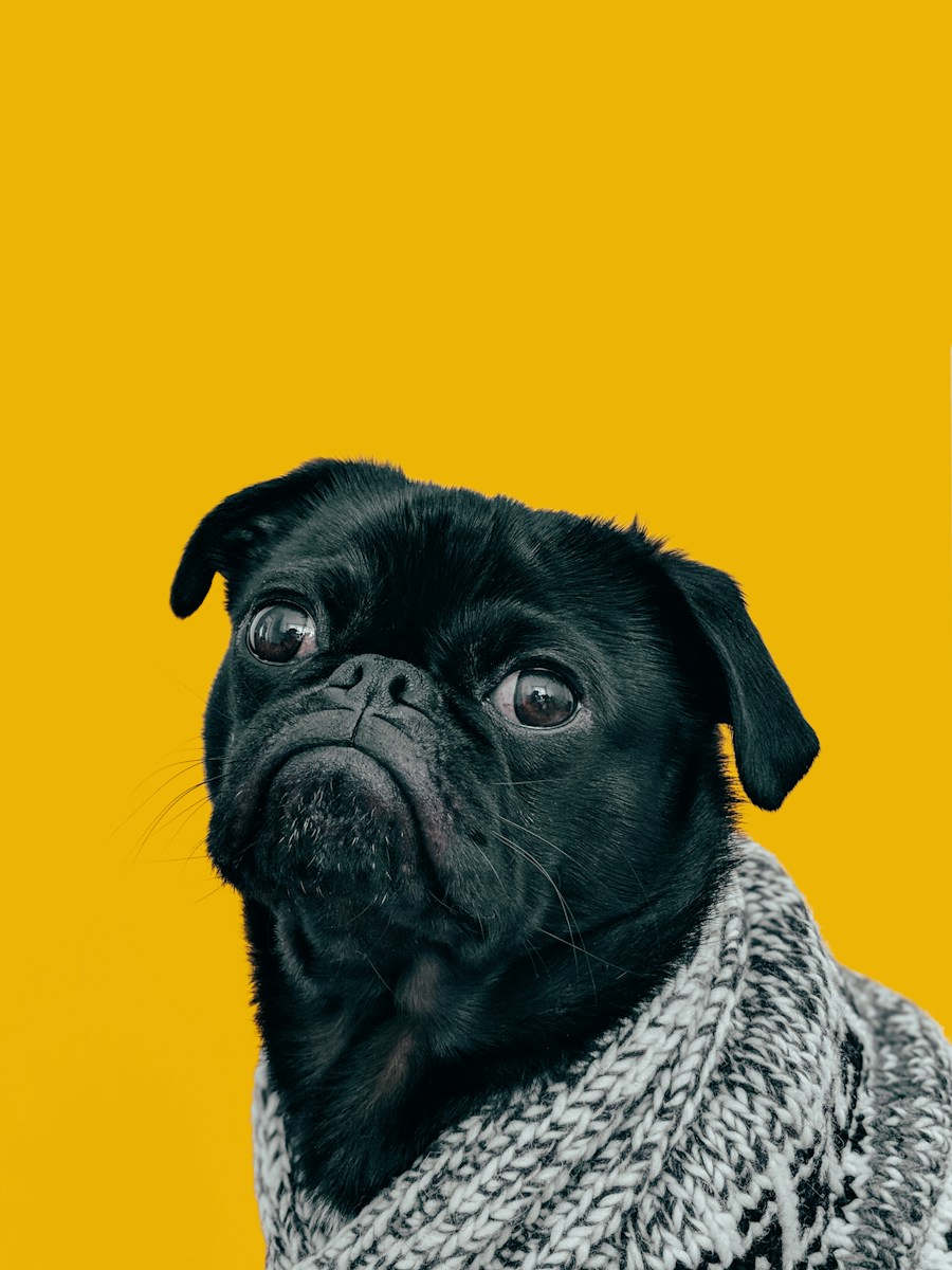 Paşa (Pug) - Şiddetli Ayrılık Kaygısı & Evde Yalnız Kalma